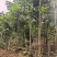 秋枫2-5公分全冠自家基地直销