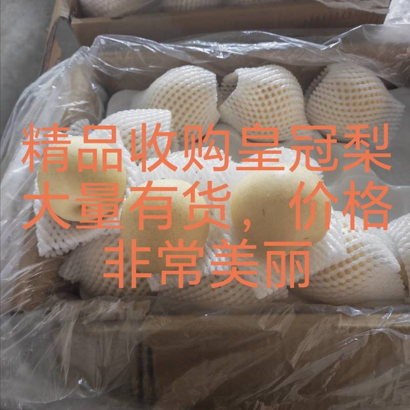 河北赵县皇冠梨产地，各种品质，各种价格，大量有货