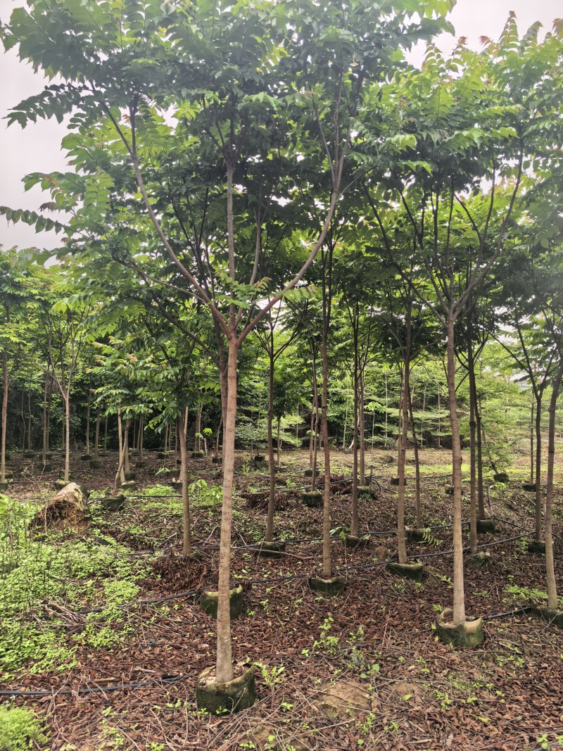 麻楝3-5公分全冠基地现货大量出售