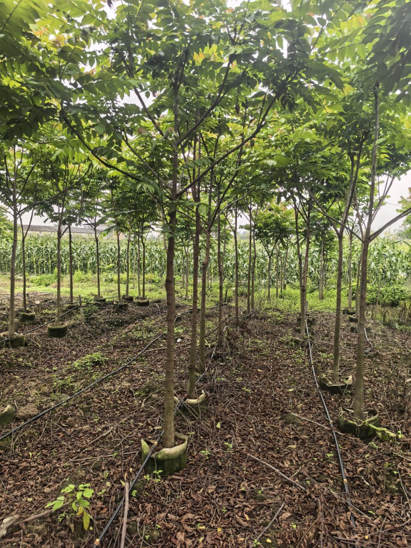 麻楝3-5公分全冠基地现货大量出售