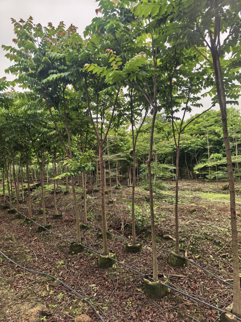 麻楝3-5公分全冠基地现货大量出售