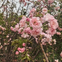 日本樱花3-8公分出售自家基地直销