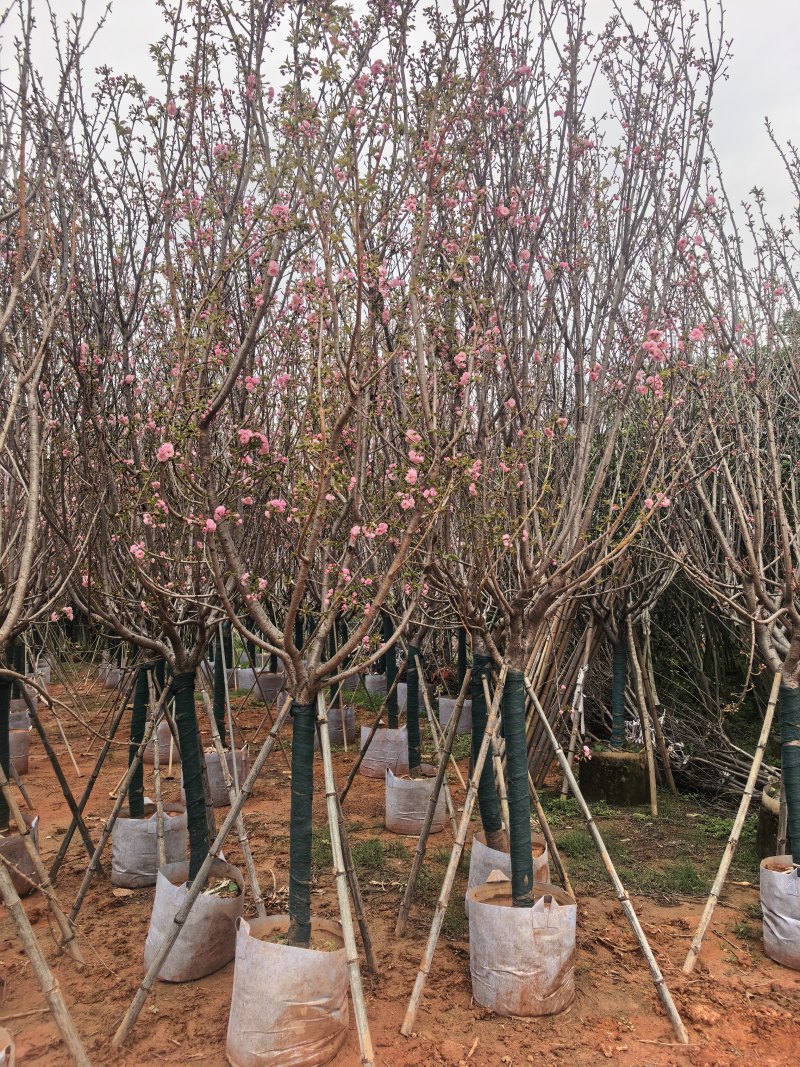 日本樱花3-8公分出售自家基地直销