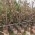 日本樱花3-8公分出售自家基地直销