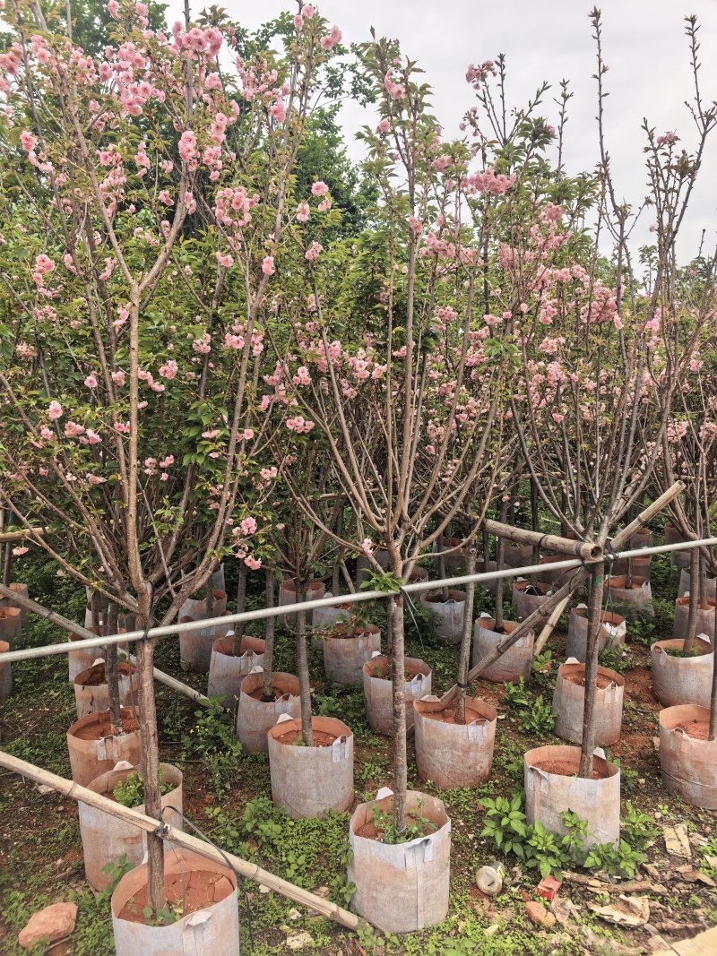 日本樱花3-8公分出售自家基地直销
