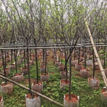 广州樱花3-8公分出售自家基地直销