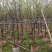 广州樱花3-8公分出售自家基地直销