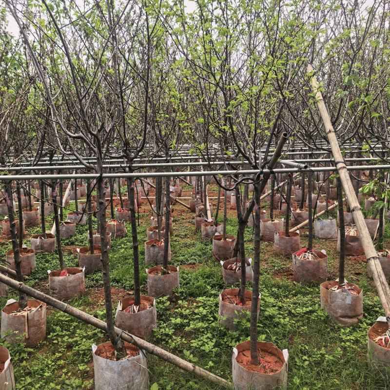 广州樱花3-8公分出售自家基地直销
