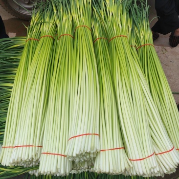 精品兴平本地白帽蒜薹95公分左右全国发货量大价优欢迎