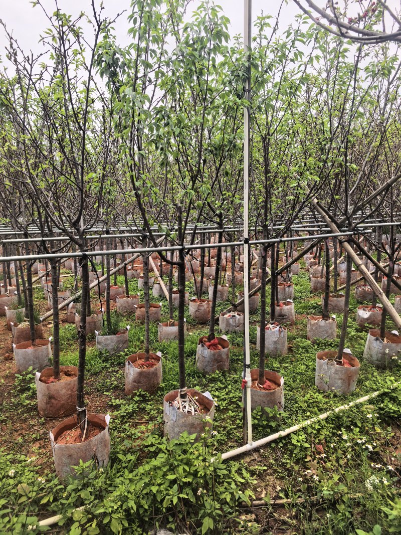 广州樱花3-8公分出售自家基地直销