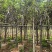 广州樱花3-8公分出售自家基地直销