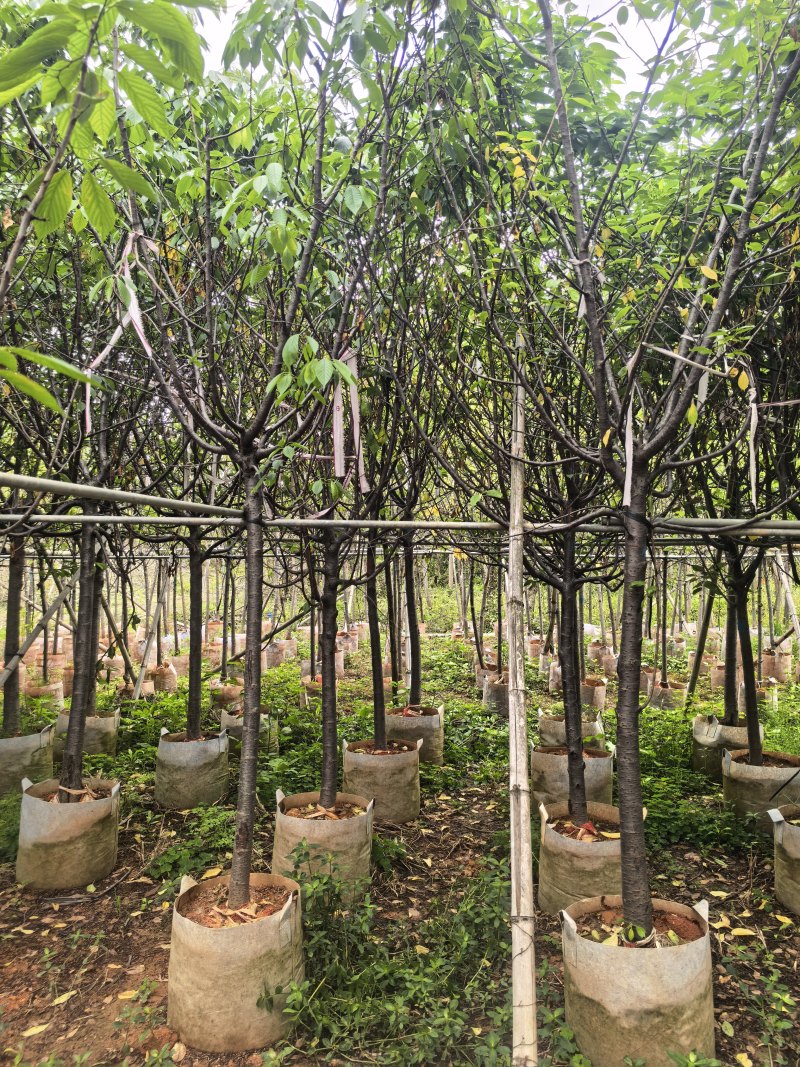 广州樱花3-8公分出售自家基地直销