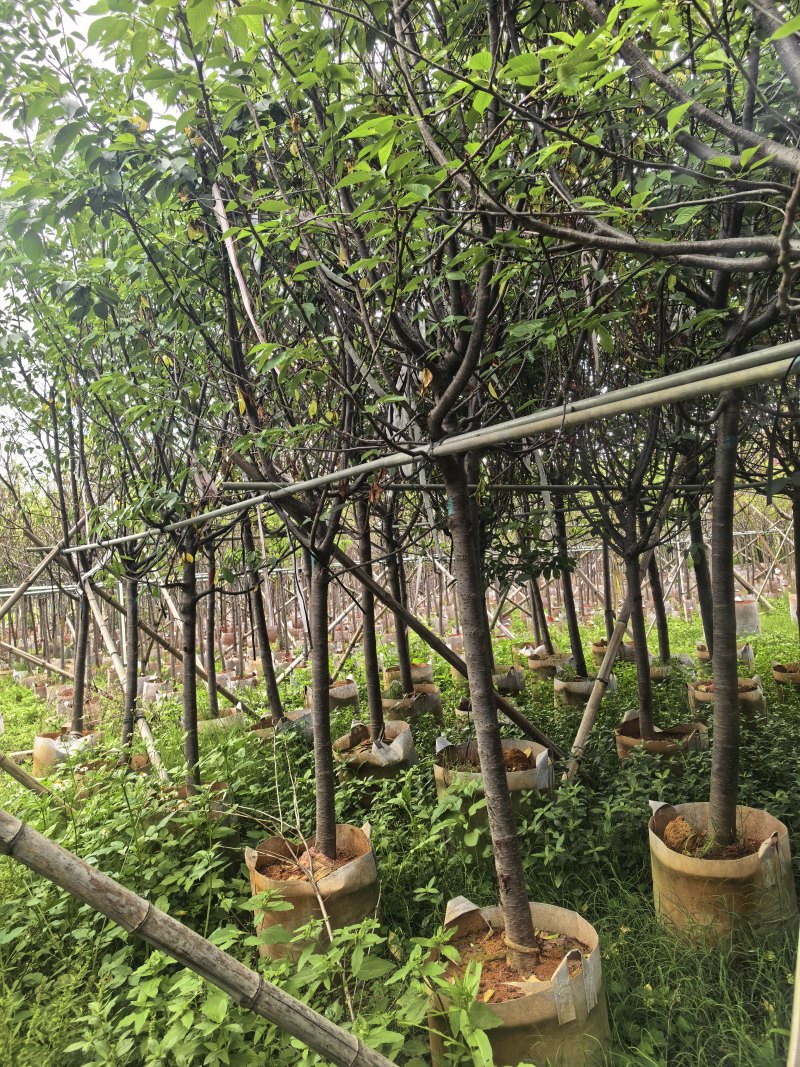 广州樱花3-8公分出售自家基地直销