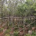 广州樱花3-8公分出售自家基地直销