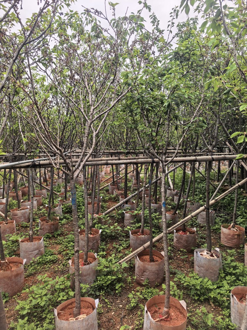 广州樱花3-8公分出售自家基地直销