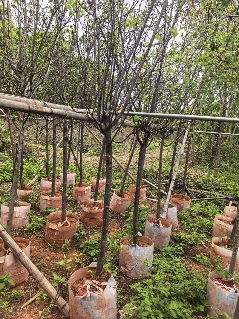 广州樱花3-8公分出售自家基地直销