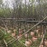 广州樱花3-8公分出售自家基地直销