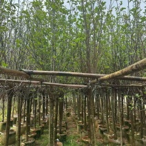 紫玉兰3-5公分出售基地直销