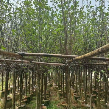 紫玉兰3-5公分出售基地直销