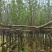 紫玉兰3-5公分出售基地直销