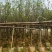 紫玉兰3-5公分出售基地直销