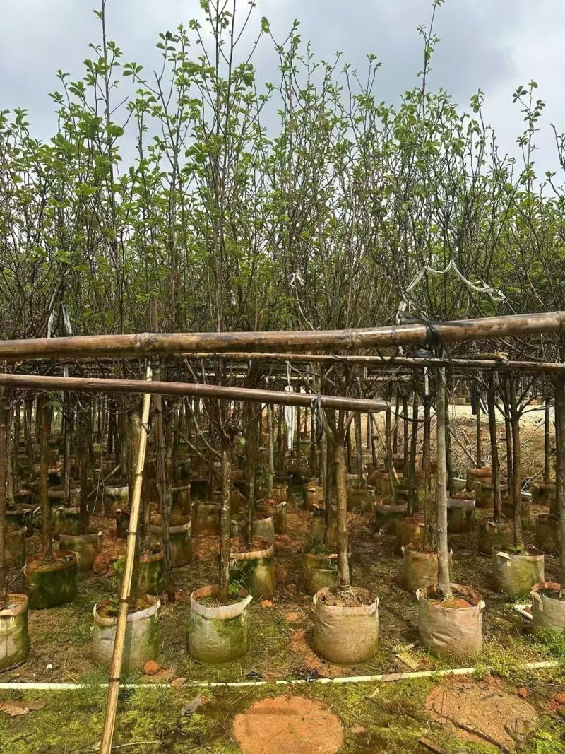 紫玉兰3-5公分出售基地直销