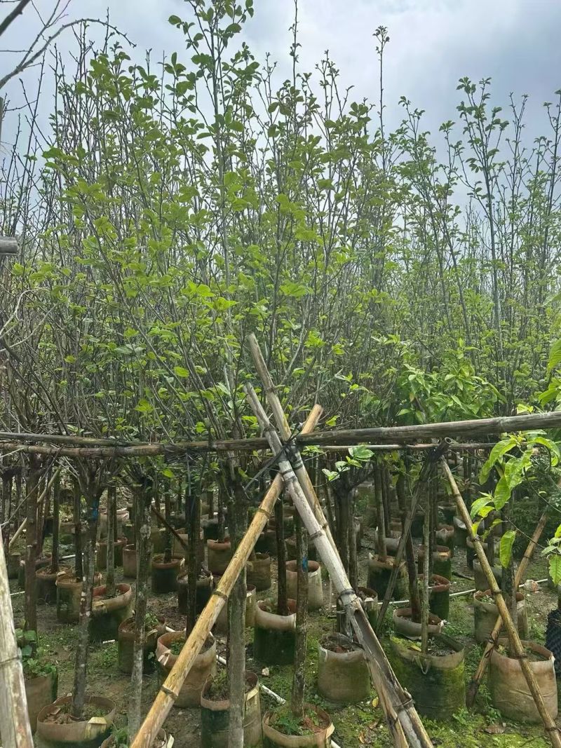 紫玉兰3-5公分出售基地直销