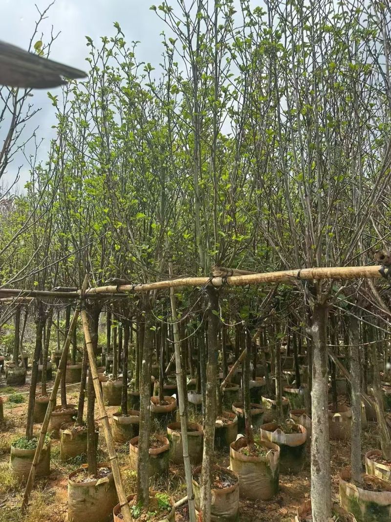 紫玉兰3-5公分出售基地直销