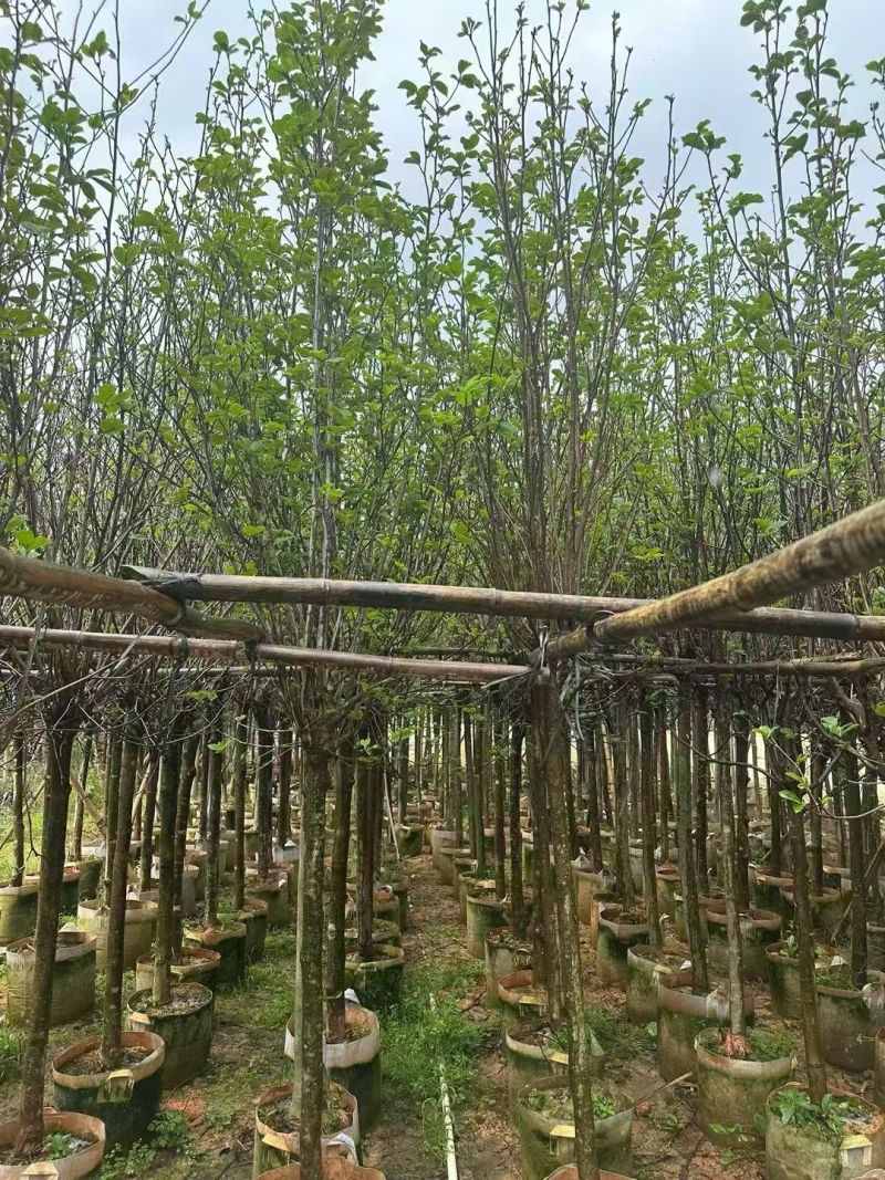 紫玉兰3-5公分出售基地直销