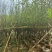 紫玉兰3-5公分出售基地直销