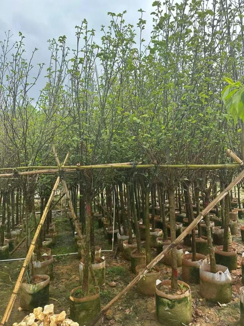 紫玉兰3-5公分出售基地直销