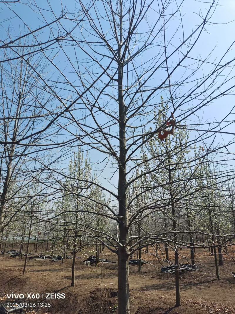 精品娜塔栎叶色艳丽适应性强江苏邳州产地直供现挖现发包成