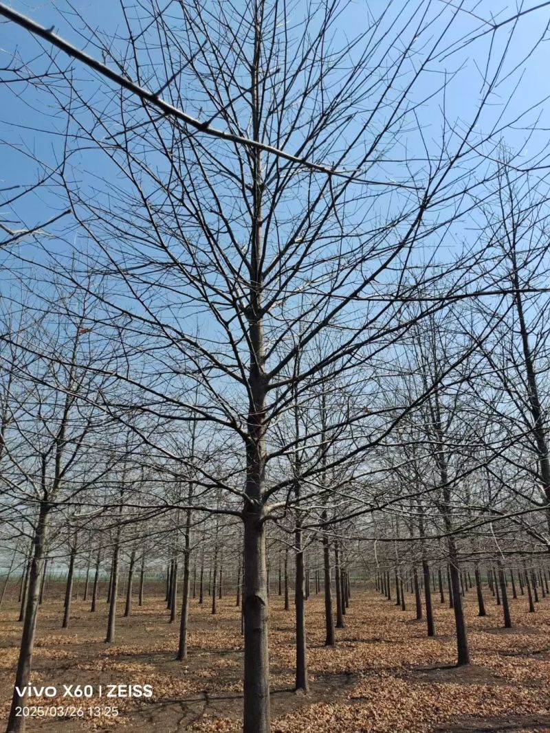 精品娜塔栎叶色艳丽适应性强江苏邳州产地直供现挖现发包成