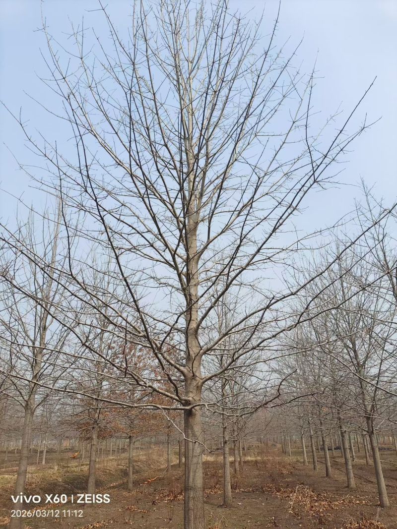 精品娜塔栎叶色艳丽适应性强江苏邳州产地直供现挖现发包成