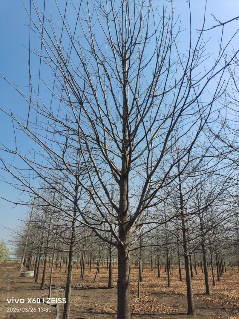 精品娜塔栎叶色艳丽适应性强江苏邳州产地直供现挖现发包成