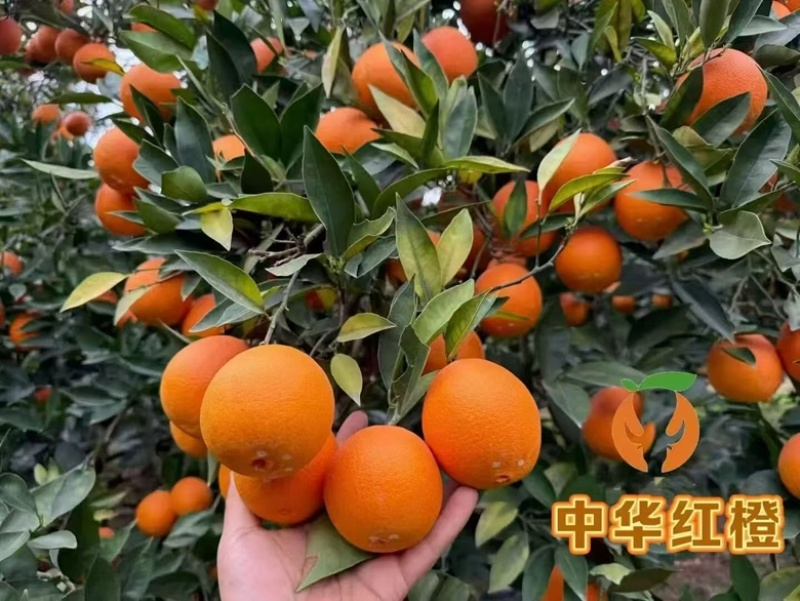 中华红血橙，皮薄多汁，大量上市，产地直销