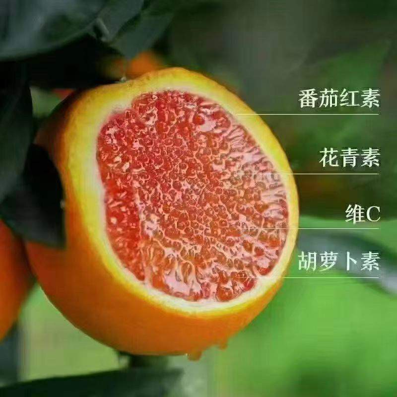 中华红血橙，皮薄多汁，大量上市，产地直销
