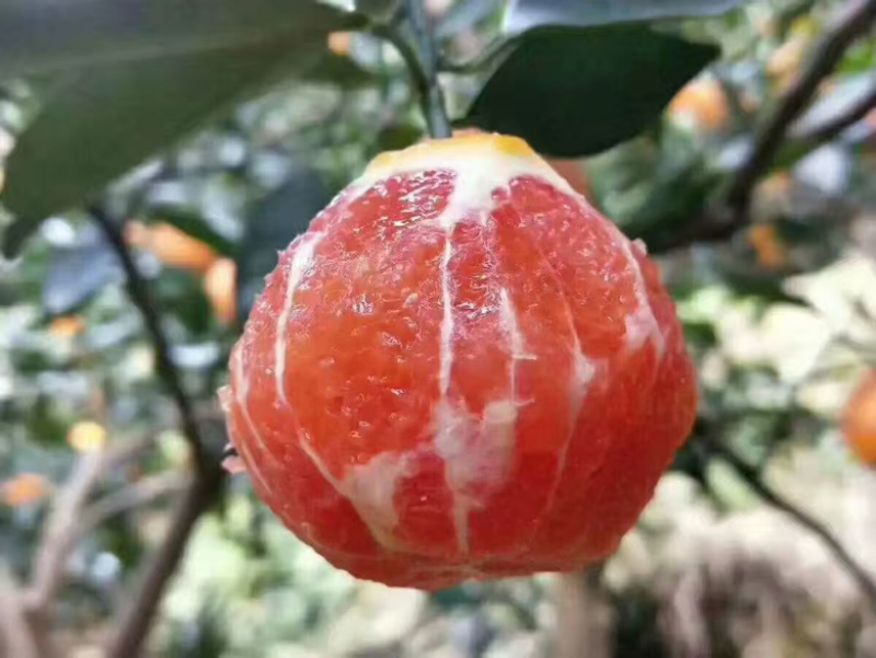 中华红血橙，皮薄多汁，大量上市，产地直销
