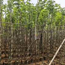 3-5公分宫粉紫荆出售基地现货大量