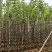 3-5公分宫粉紫荆出售基地现货大量