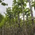 3-5公分宫粉紫荆出售基地现货大量