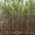 3-5公分宫粉紫荆出售基地现货大量