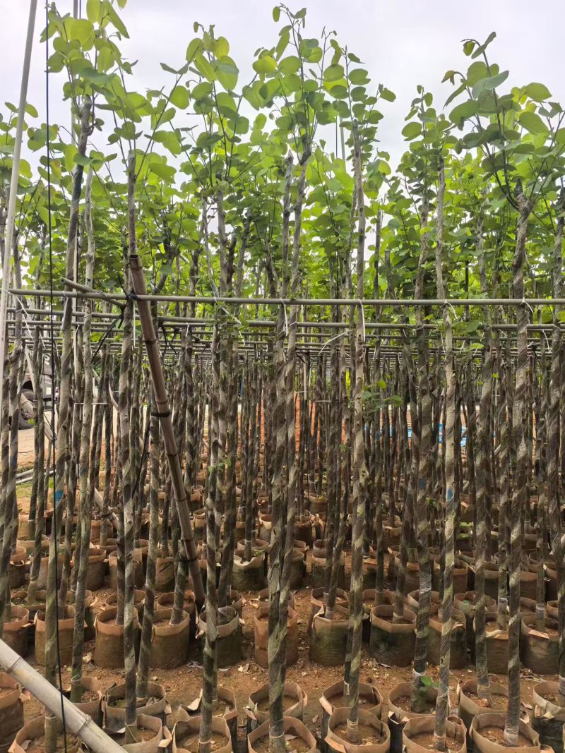 3-5公分宫粉紫荆出售基地现货大量