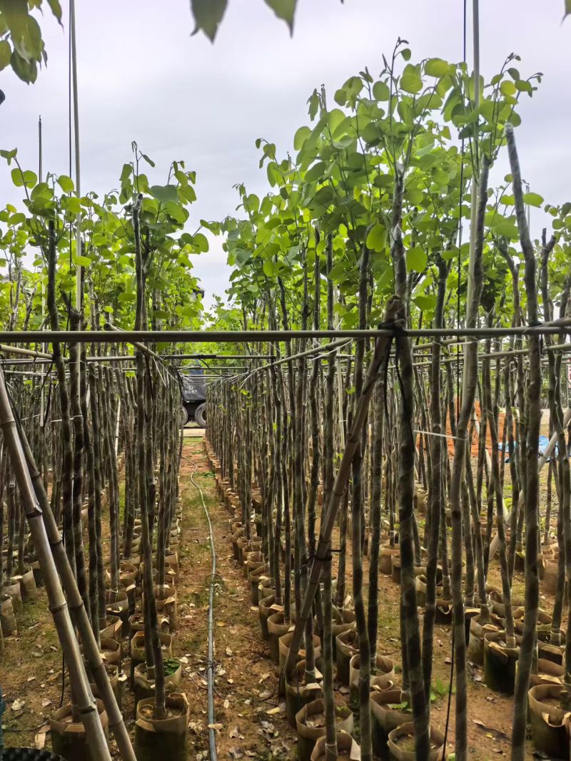3-5公分宫粉紫荆出售基地现货大量
