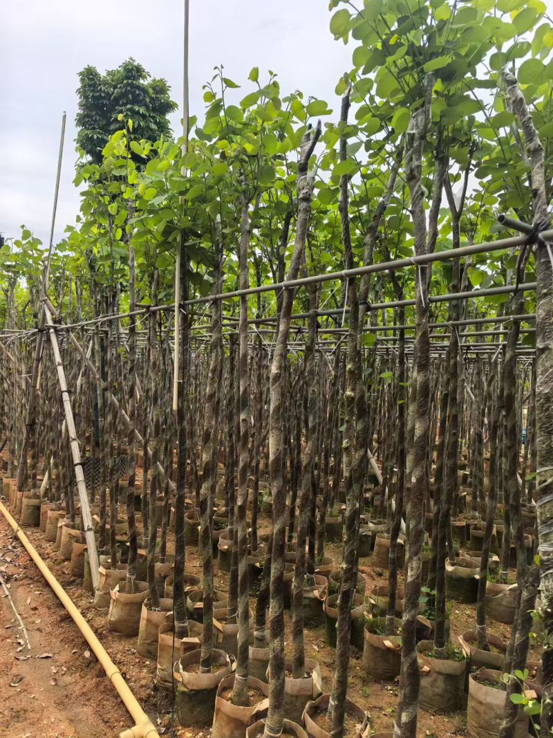 3-5公分宫粉紫荆出售基地现货大量