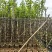 3-5公分宫粉紫荆出售基地现货大量