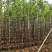 3-5公分宫粉紫荆出售基地现货大量