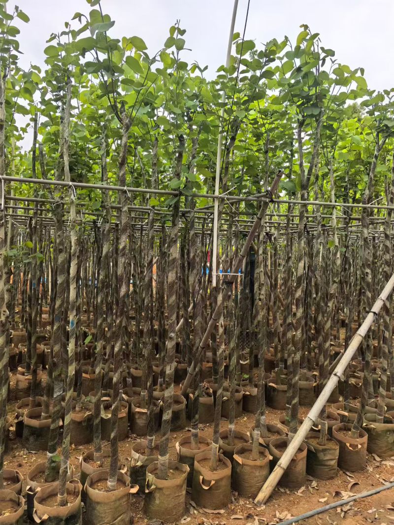 3-5公分宫粉紫荆出售基地现货大量