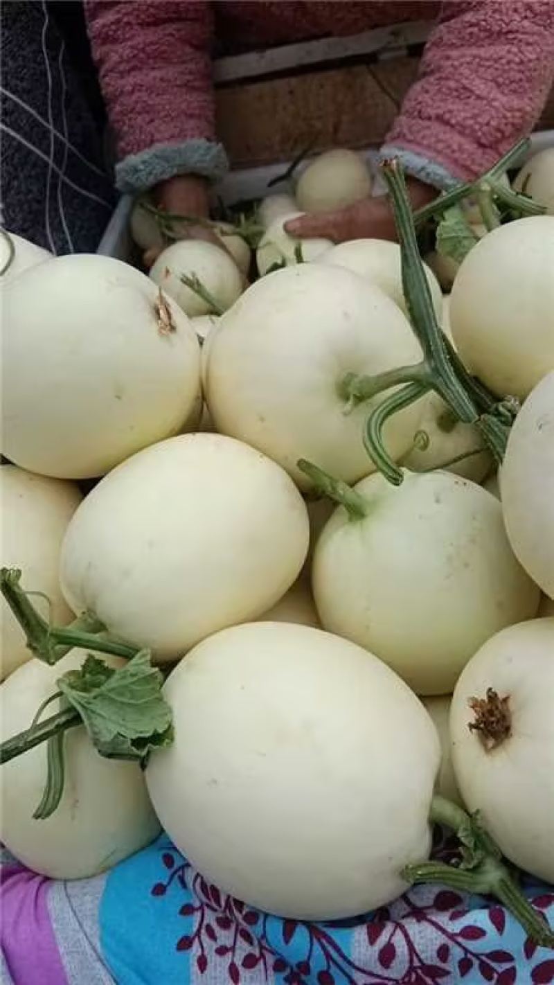 【砀山香瓜】伊丽莎白小白瓜/白玉香瓜/白甜瓜产地直发