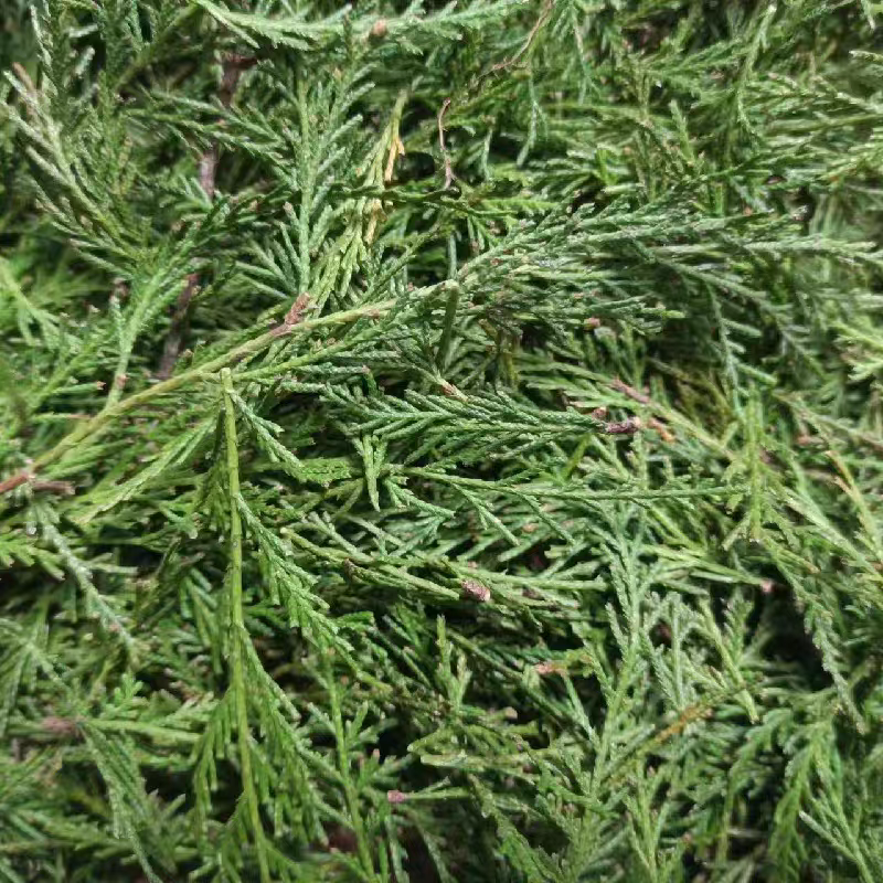 正宗四川柏树丫丫，产地直销。主要用于熏腊肉腊肠。